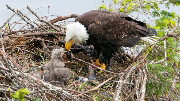 big bear eagle live cam