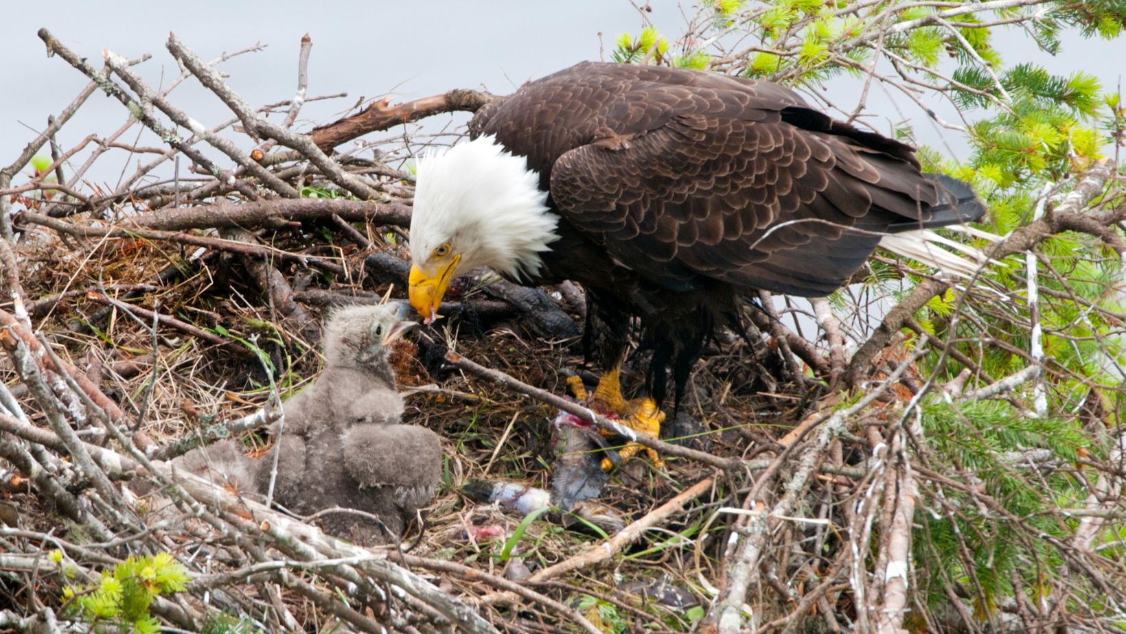 big bear eagle live cam